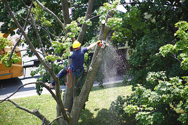 Best Sod Installation  in Berne, IN